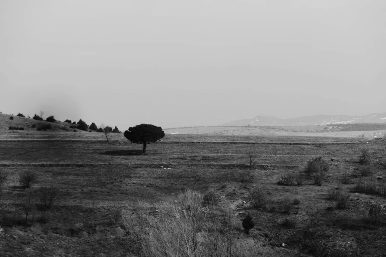 a lone tree sitting in the middle of a field