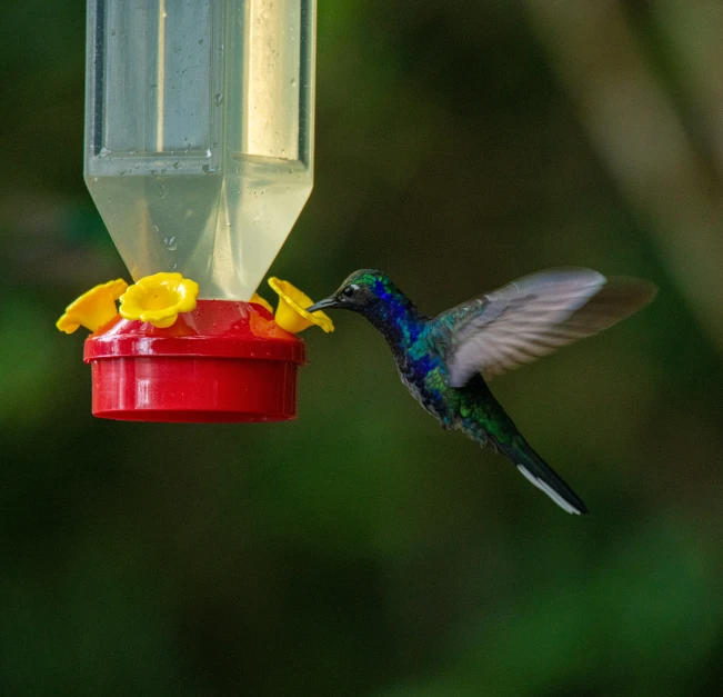 hummingbird taking flight from the feed from a bird feeder