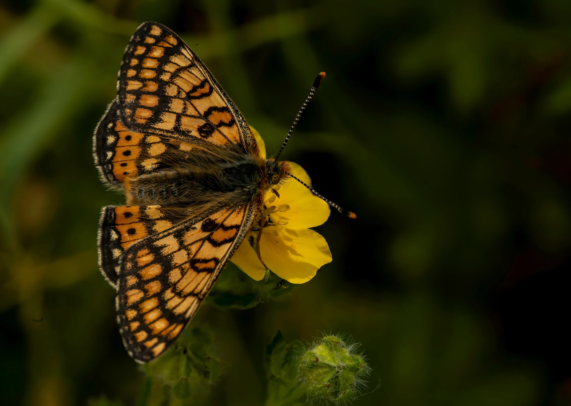 an orange erfly rests on a flower