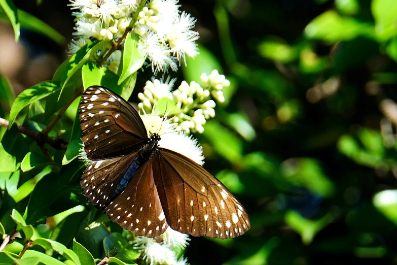 a brown erfly that is on some white flowers