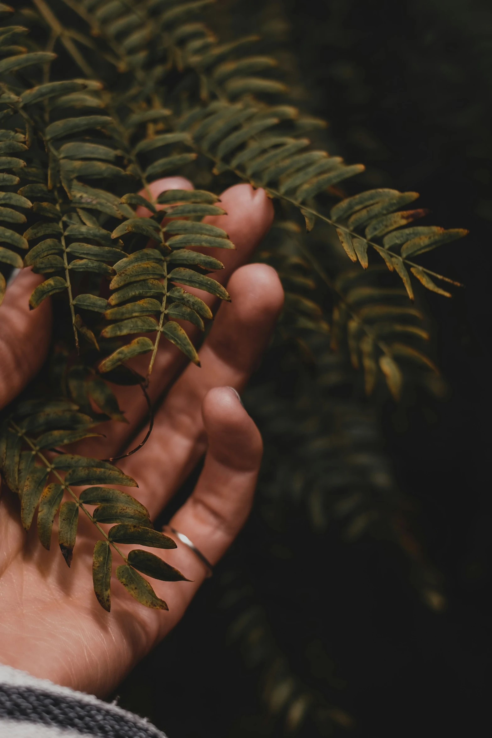 person holding a plant with its leaves in their hands