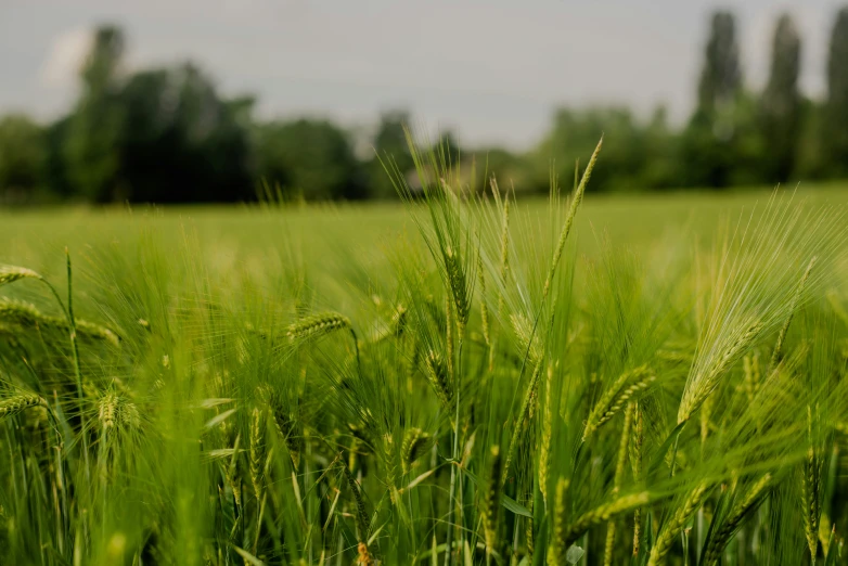 green wheat crop in a large open field