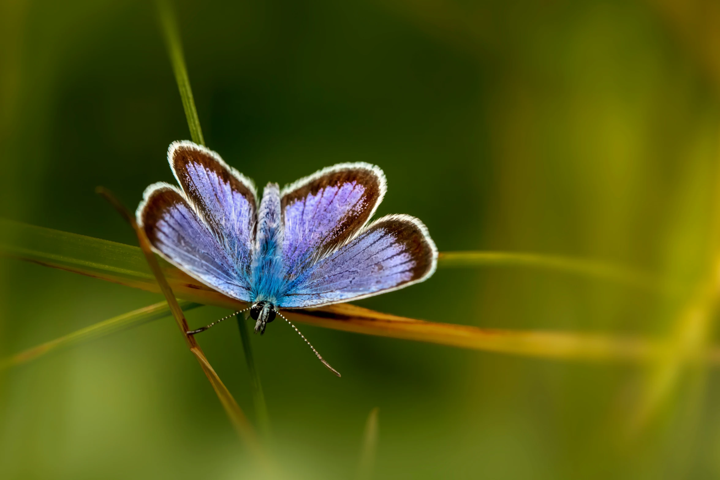 a small blue erfly is sitting on a plant