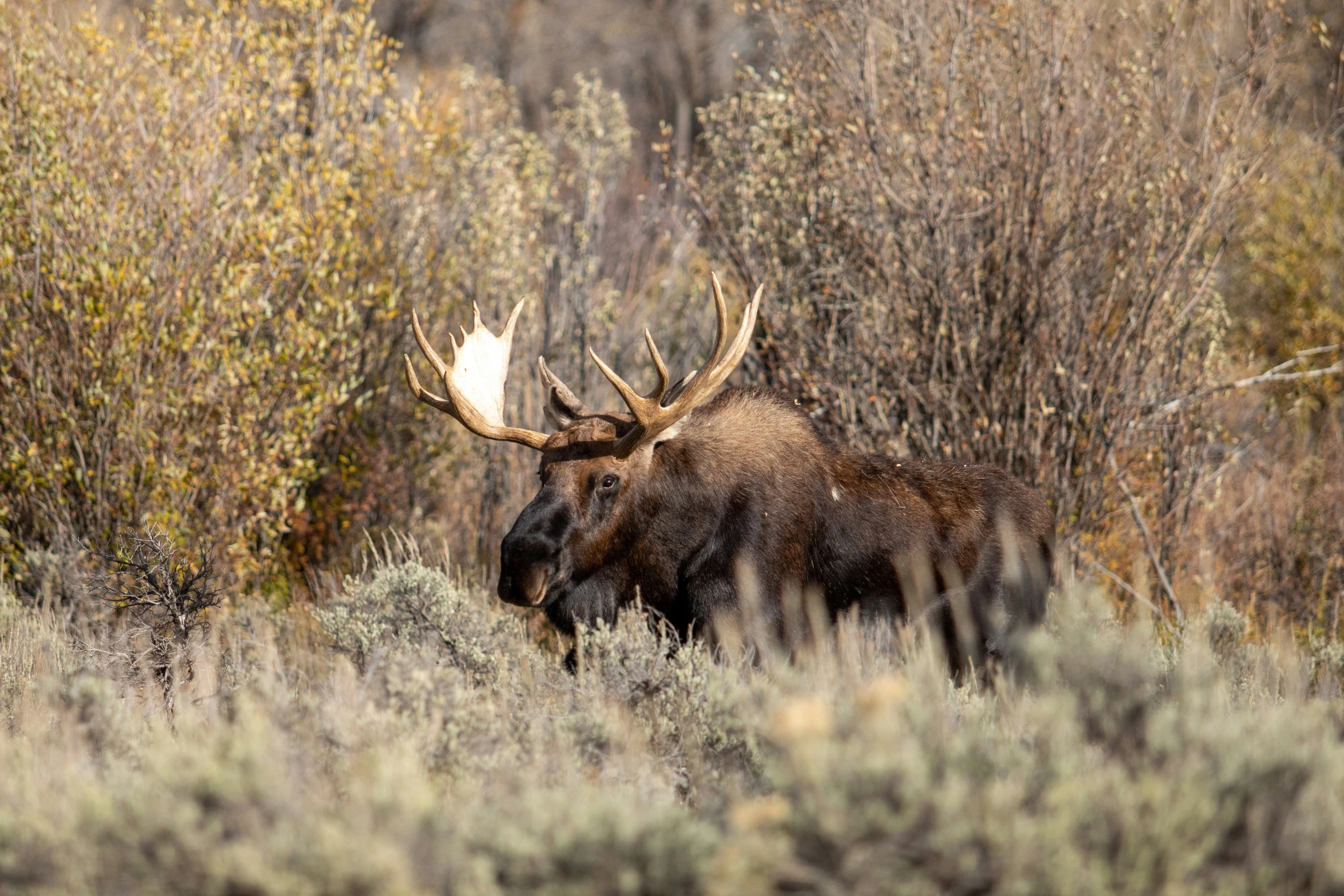 an moose is walking through the wild brush