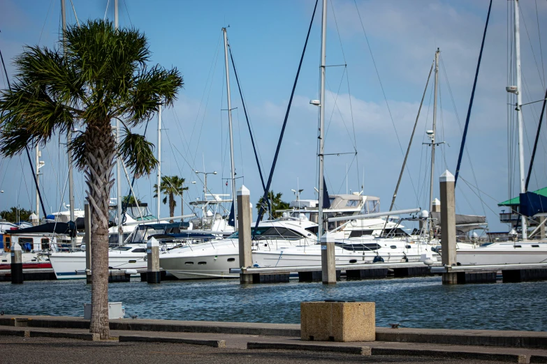 several boats and palm trees are docked at the pier