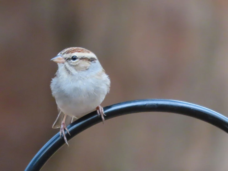 the bird is sitting on top of a black wire