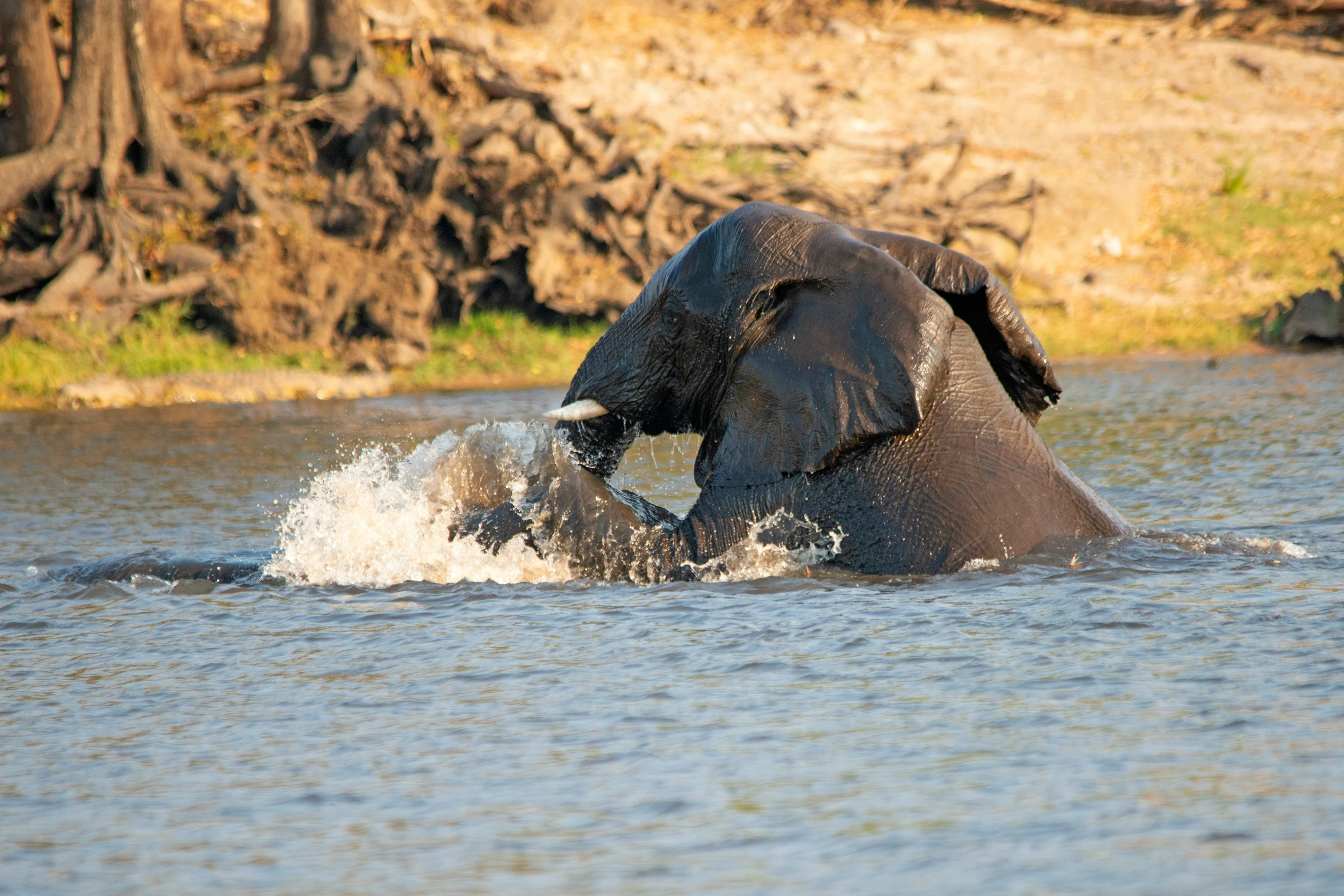 an elephant is in the water and attempting to put its trunk in the mouth