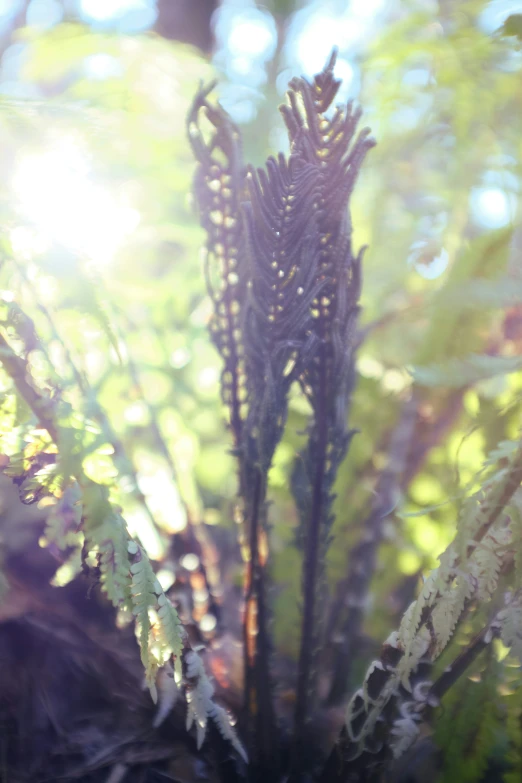 a close up of plants in the sunlight