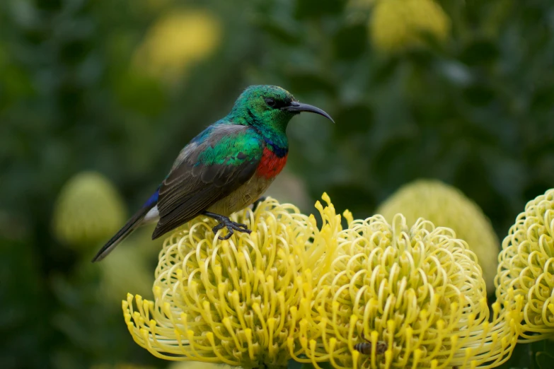 a colorful bird perched on some yellow flowers