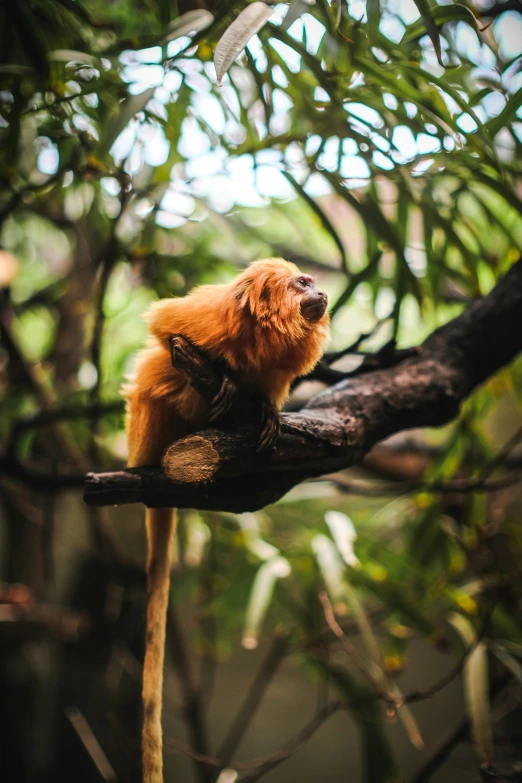 a golden monkey sitting in a tree with its head up