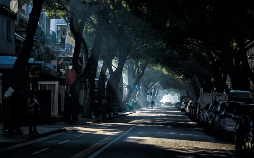 dark street lined with tall trees on both sides