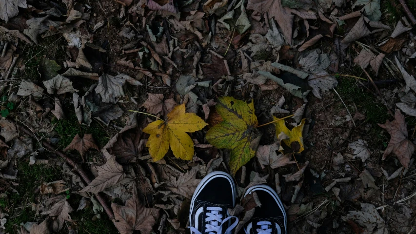a person wearing converse shoes stands next to a fallen maple leaf