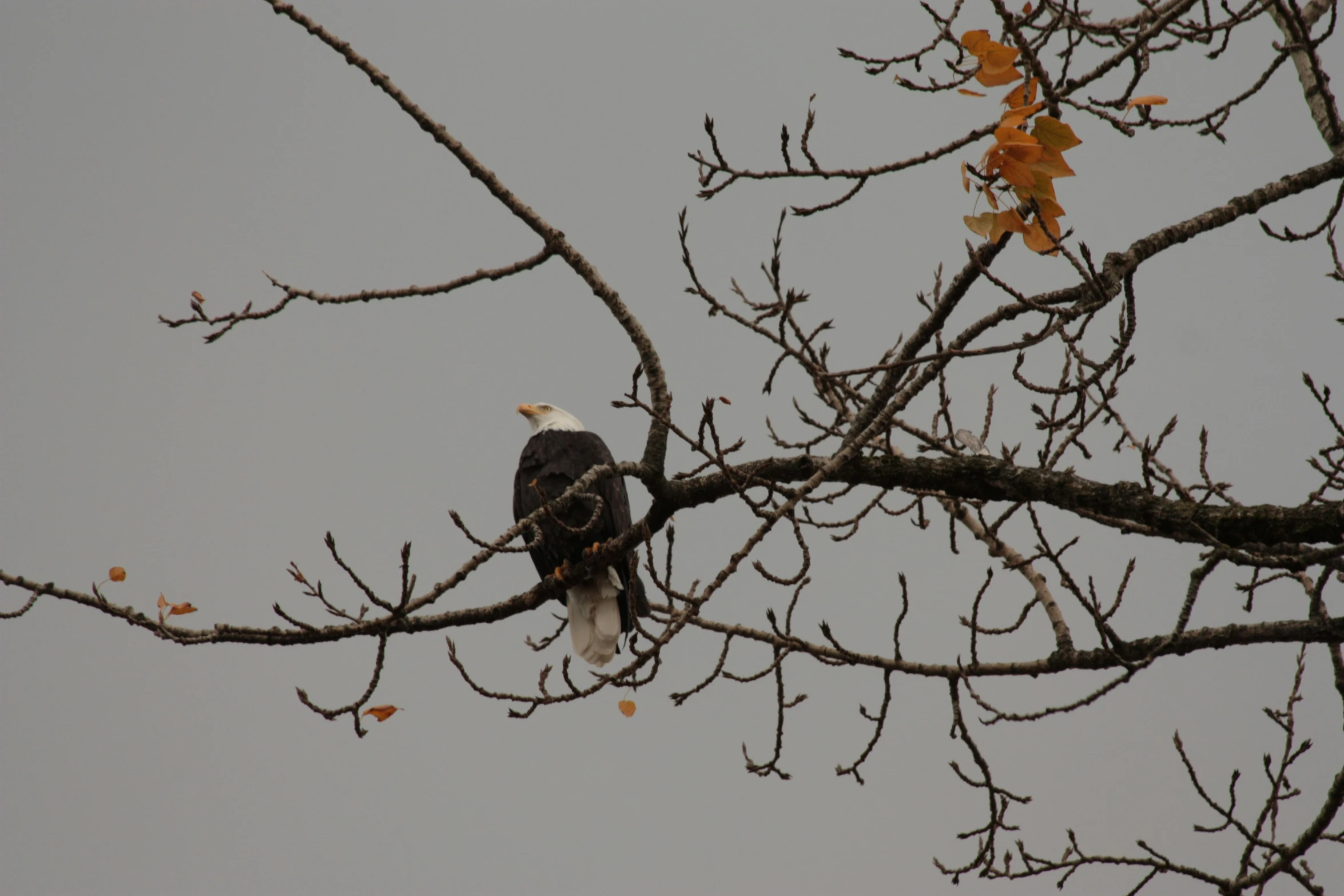 an eagle sitting in the nches of a tree