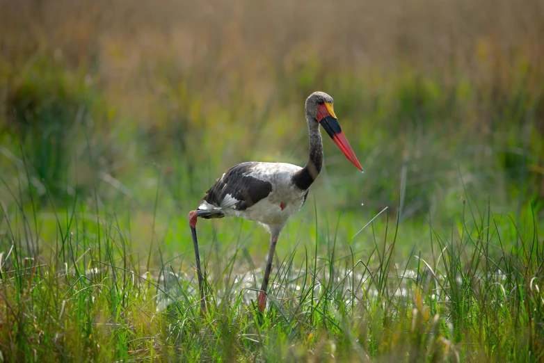 an image of a bird in the grass