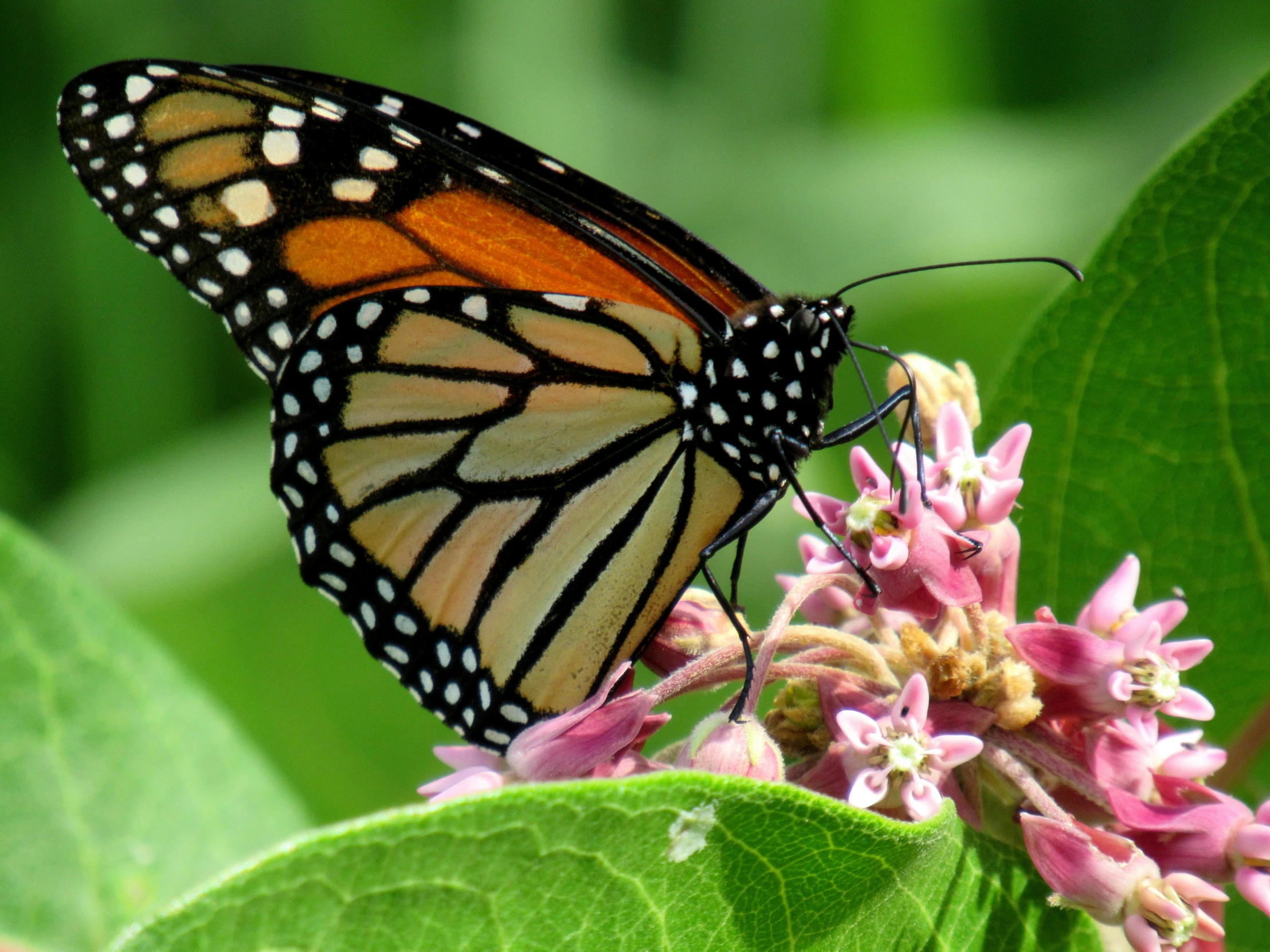 a erfly is resting on a leaf in the sun