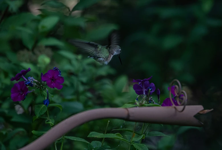 hummingbird hovering near purple flowers as they fly by