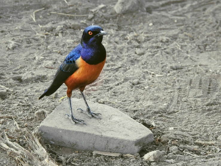 a multicolored bird perched on a rock near some sand