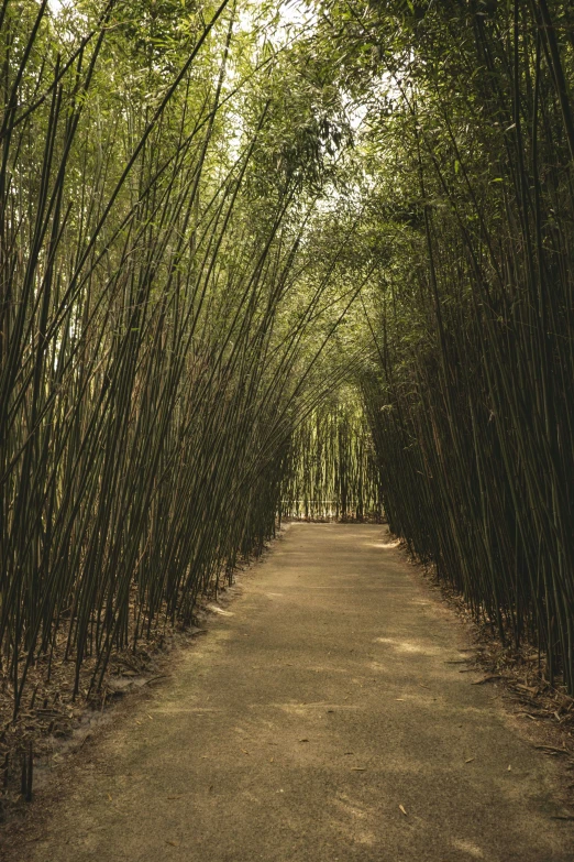 an empty path in the middle of a bamboo grove