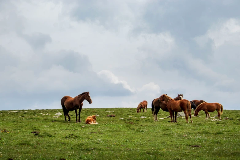 several horses are on the green grass by the dog