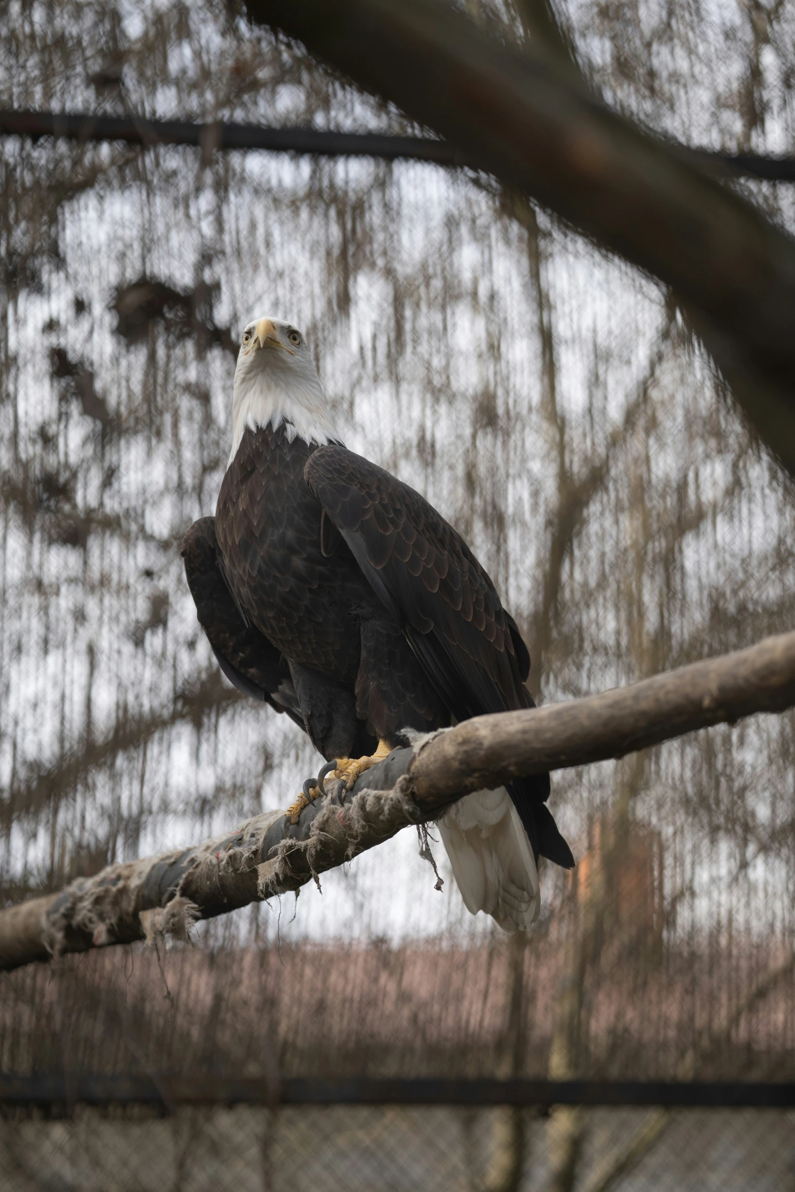 an eagle sits on a tree nch outside