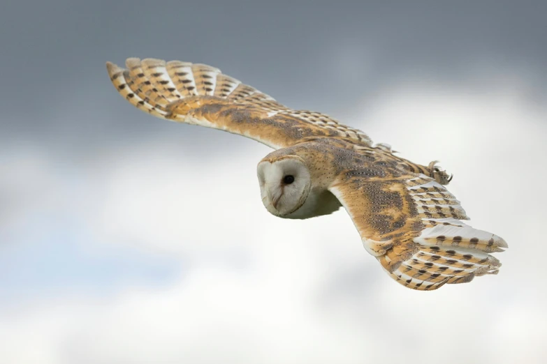 a bird with a large body in the sky