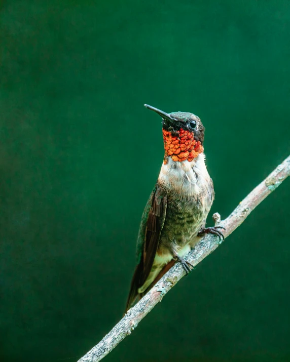 a red and black hummingbird perched on top of a tree nch