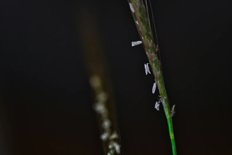 the long stem of an ocotant sits on top of its stem