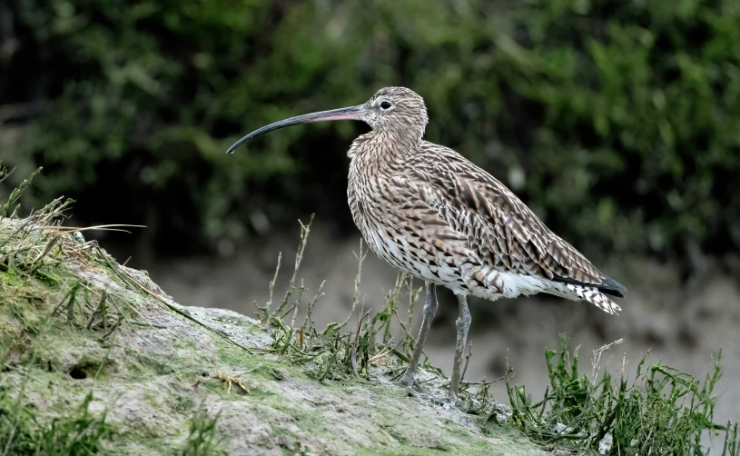 a bird standing on the side of a hill