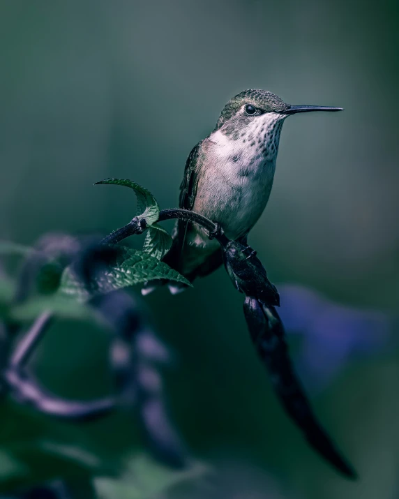 a hummingbird perches on the tip of a nch