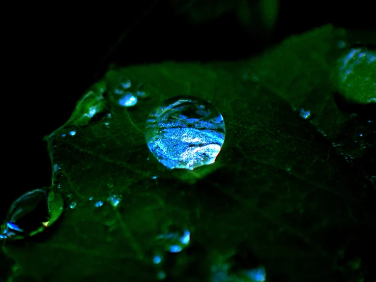 droplets of water on top of some leaves