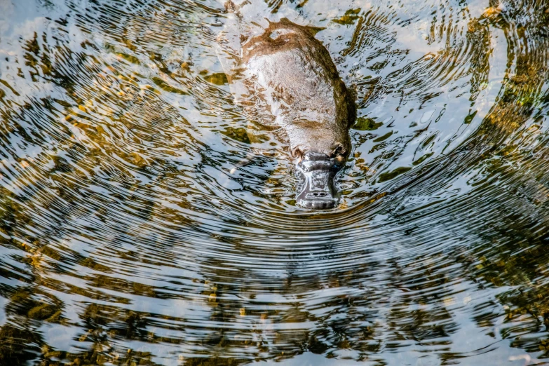 a fish that is standing in the water