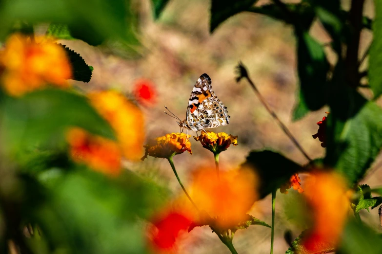 a moth sitting on top of a yellow flower