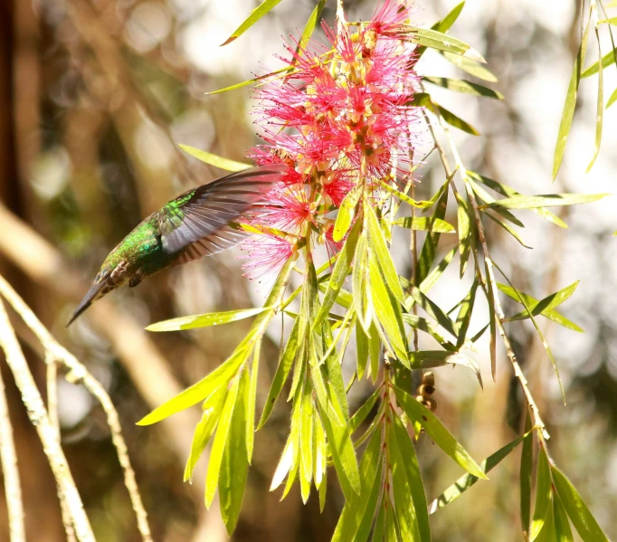 a hummingbird flying into the air by a tree