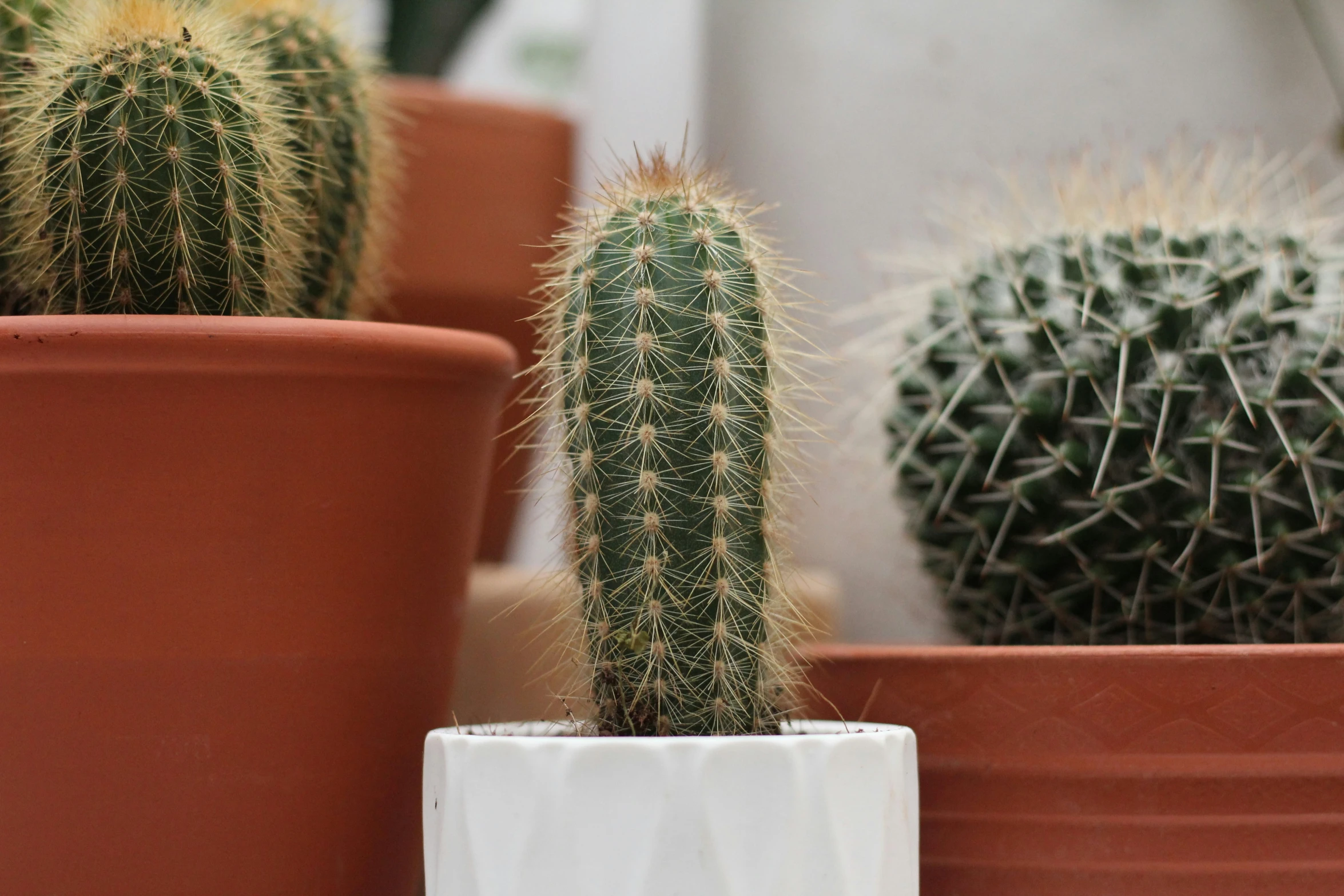 two large cacti in ceramic pot on the table