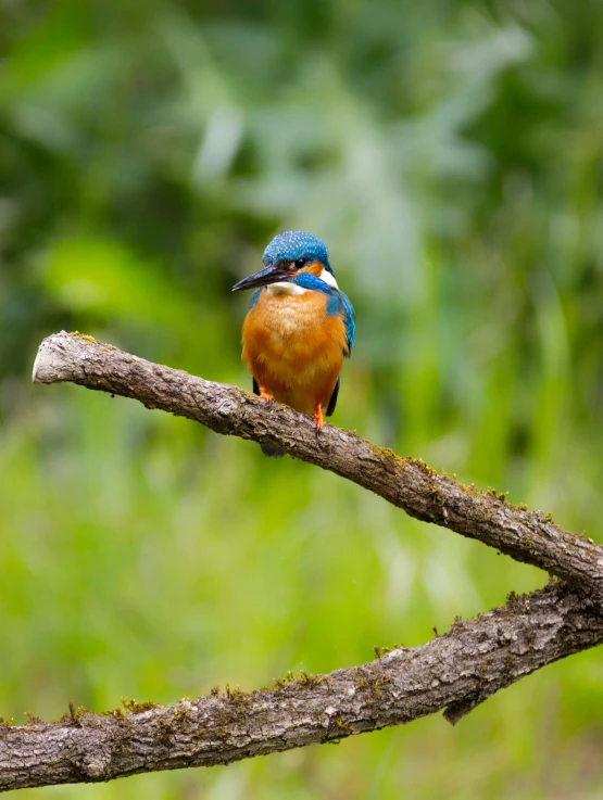 a small colorful bird sits on a twig