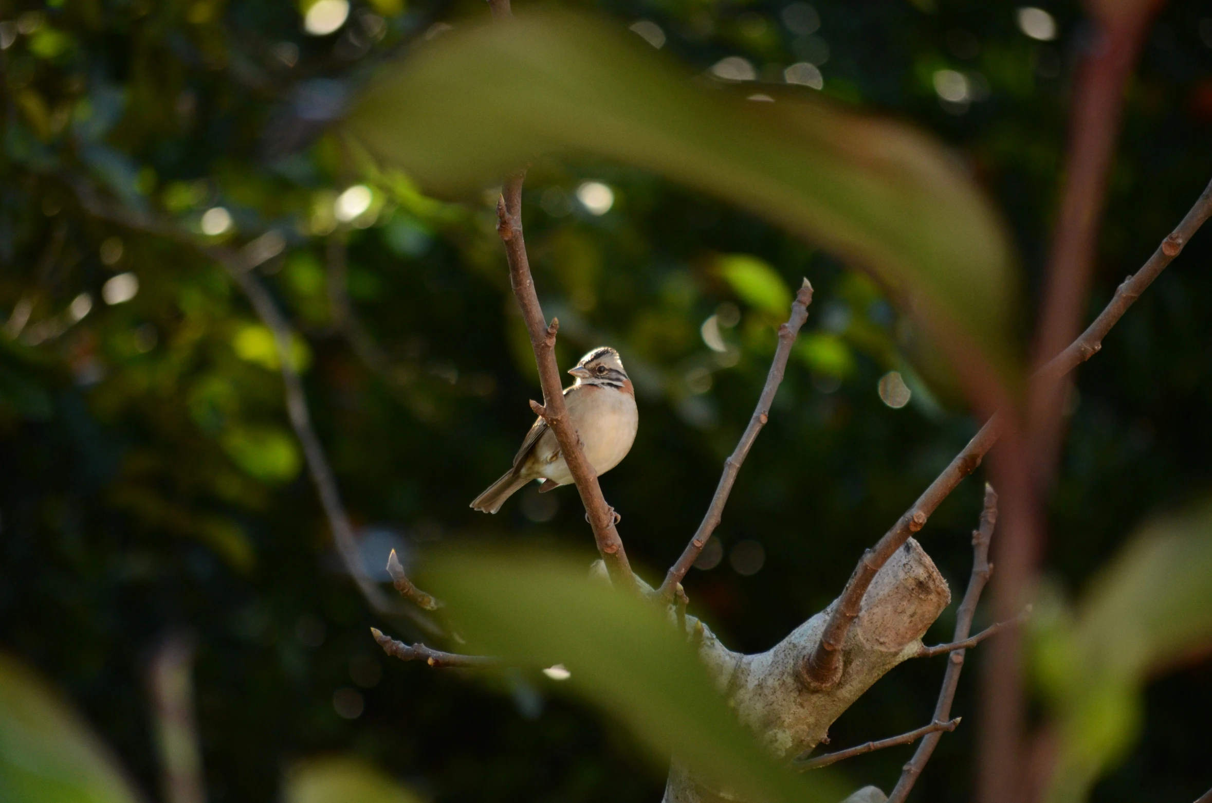 two birds are perched on the nch of a tree