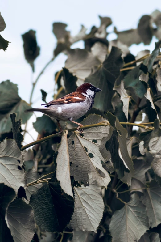 a small bird sitting on top of a leafy nch