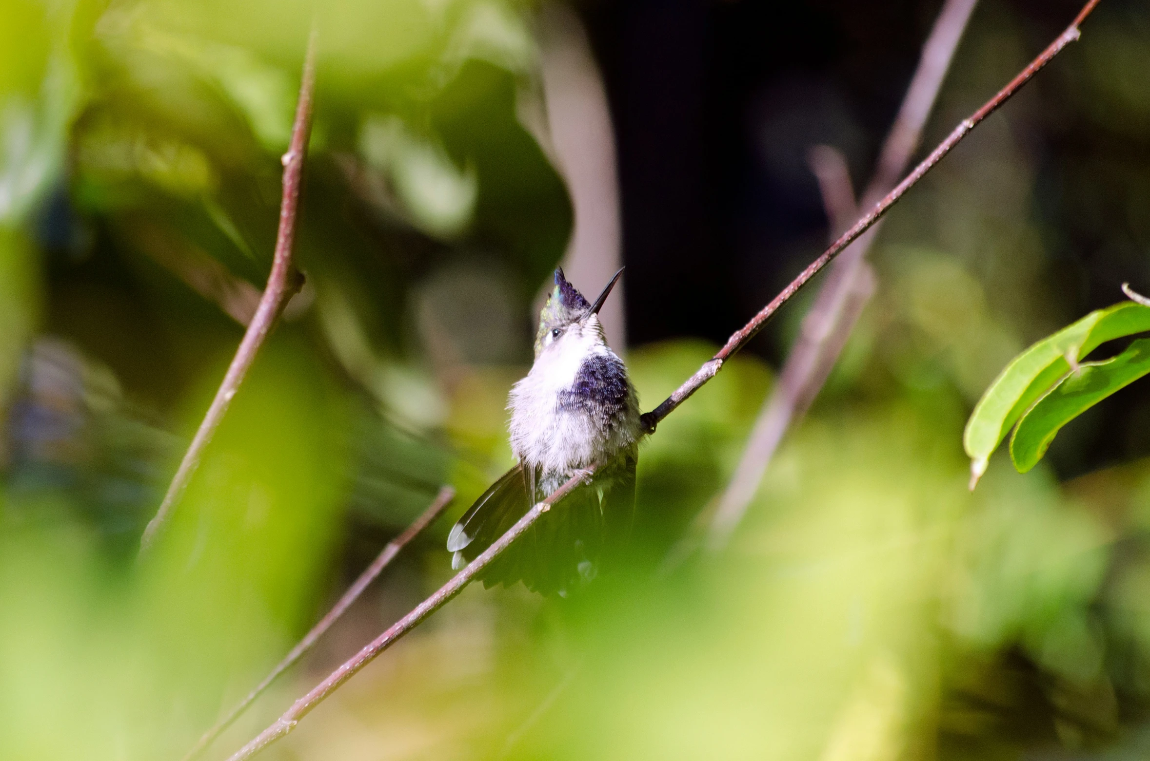 a tiny bird perched on top of a tree nch