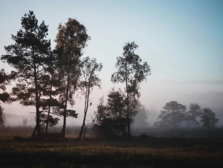 fog and a few trees are sitting in the middle of a grassy field