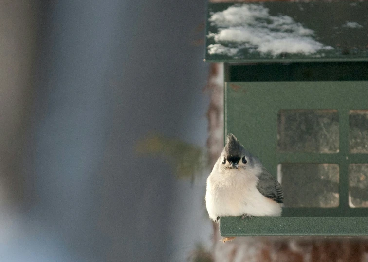 small bird sits inside of green birdhouse on snowy day