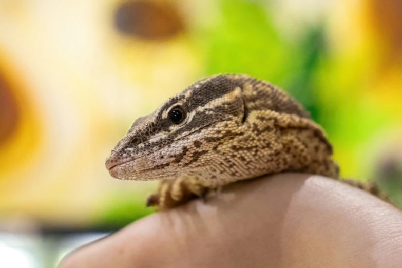 small lizard sitting on the hand of someone