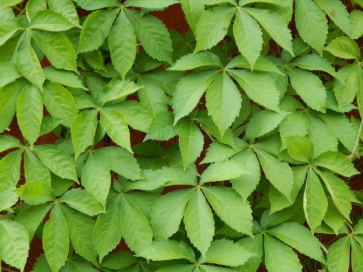 a green leafy tree nch with green leaves