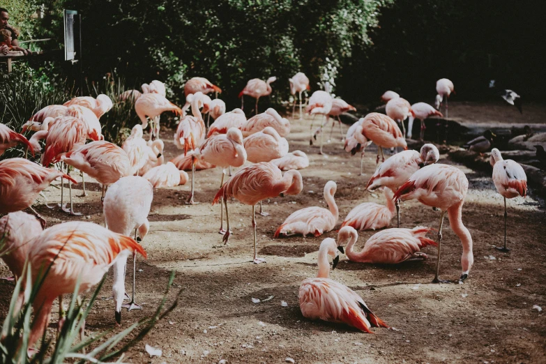 the flamingo flock was all grouped together in the natural habitat