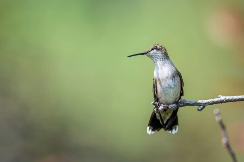 a bird with a long beak on a nch