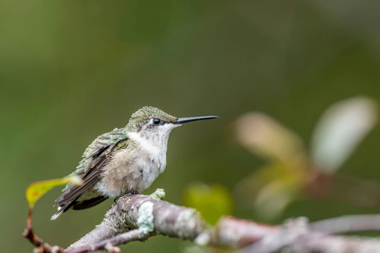 a close up of a small bird sitting on a nch