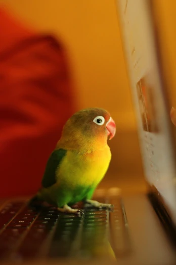 a parakeet perched on a keyboard of a laptop
