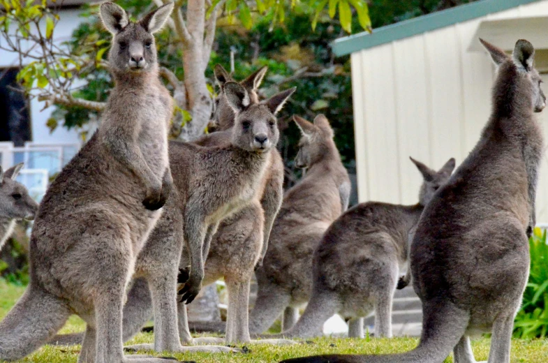 a group of kangaroos standing next to each other