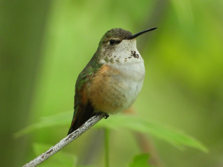 a bird is perched on a nch near the grass