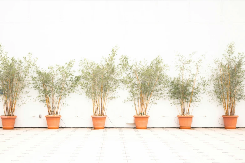 this is a group of plants on a white wall