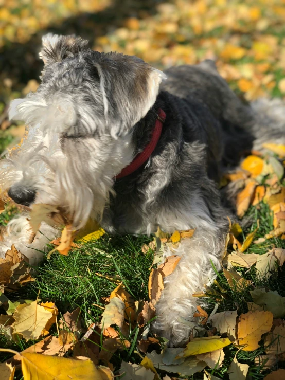 small dog laying on top of some leaves